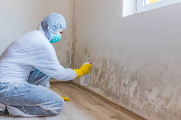 Licensed Basement Mold Remediation service in Ayden, NC - WQB Mold Removal
